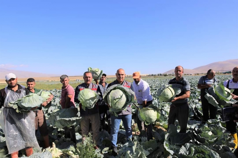 Niğde'de 130 bin ton lahana rekoltesi bekleniyor