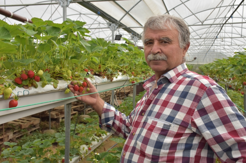 Niğde'de Ocak Ayında Çilek Hasadı yapılıyor