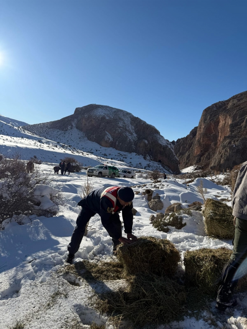 Niğde’de Yaban Hayatına Destek: Dağ Keçileri İçin Besleme Çalışması Yapıldı