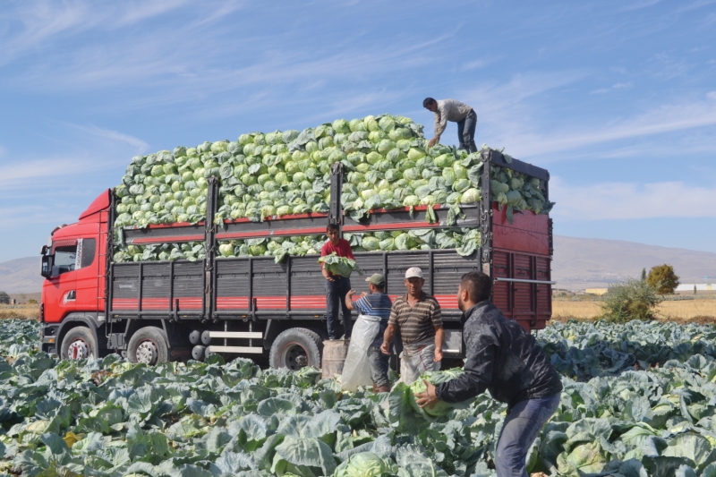 Yüksek rekolte  çiftçiyi sevindirdi