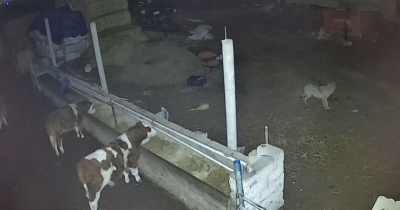 Kurtlar Ağıla Girdi: 2 Koyun Telef Oldu, 1’i Götürüldü