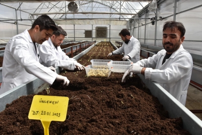 Mini Yumru Üretiminde Kapasite ve Kalite Zirveye Taşınıyor