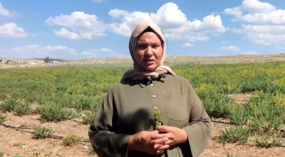 Niğde’de Genç Girişimci, Sarı Kantaron Yetiştiriciliğiyle Örnek Oluyor