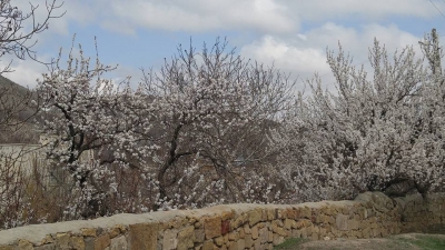 Niğde’de Kayısı Bahçeleri Beyaza Büründü