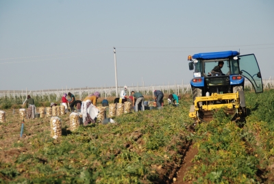Niğde’de Kışlık Patates Hasadı Başladı