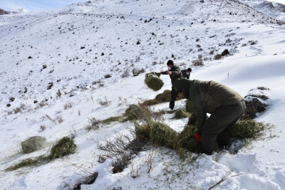 Niğde’de Yaban Hayvanları İçin Kış Hazırlıkları Tamamlandı