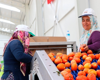 Niğde'nin ürünleri dünya pazarında